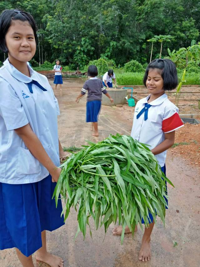 photo นำผักบุ้งไปประกอบอาหารกลางวันให้กับนักเรียน