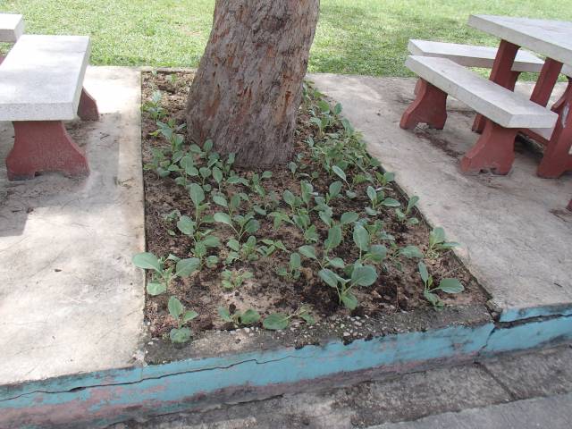 photo การใช้พื้นที่บริเวณโรงเรียนวัดคงคาวดีเป็นแปลงผัก